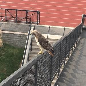 Meet your Posher, Tommy